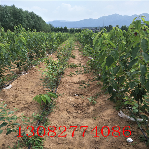 無刺花椒苗，大紅袍花椒苗批發(fā)