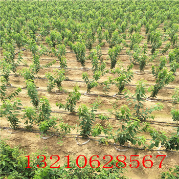棗樹(shù)苗，棗樹(shù)苗批發(fā)出售