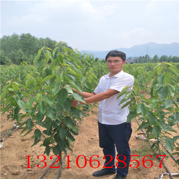 大紅袍花椒苗，云南花椒苗批發(fā)