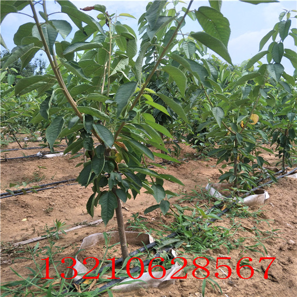 50公分花椒苗，花椒苗怎么種植