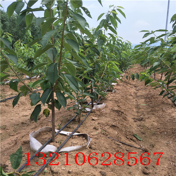 花椒樹苗多少錢一根，大紅袍花椒樹修剪