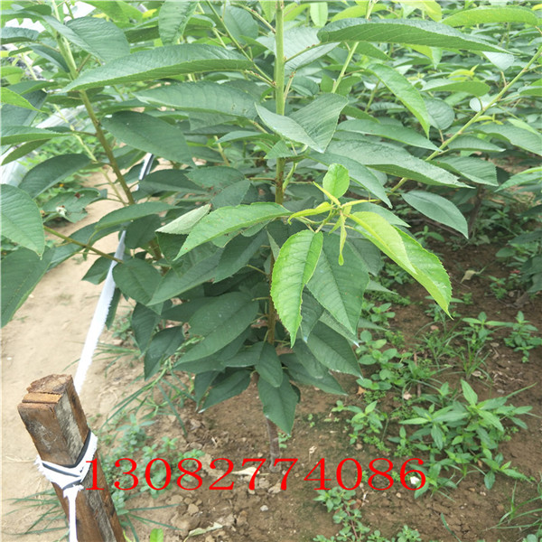 花椒苗，花椒苗幾年結(jié)果