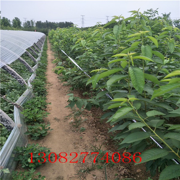 什么棗樹品種好，棗樹苗報價