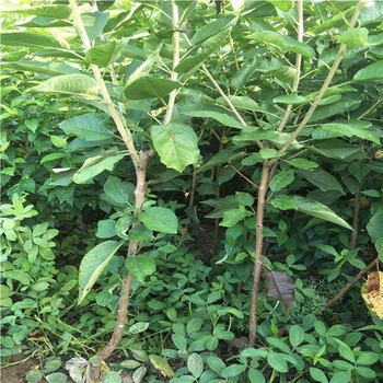 薩蜜脫櫻桃樹哪里出售