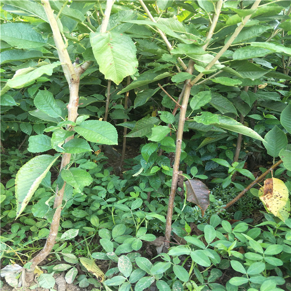 大紅袍花椒苗，四川花椒苗基地