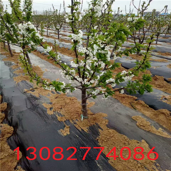 花椒苗，花椒苗去哪找