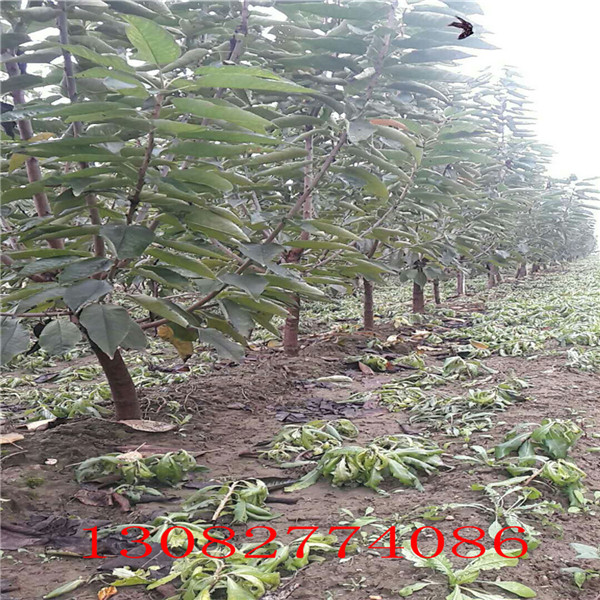 薩蜜脫櫻桃樹基地出售