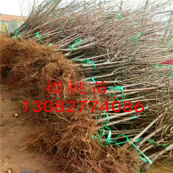 1米高花椒苗，花椒苗出售