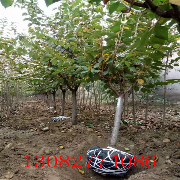 大紅袍花椒苗，陜西花椒苗價(jià)格