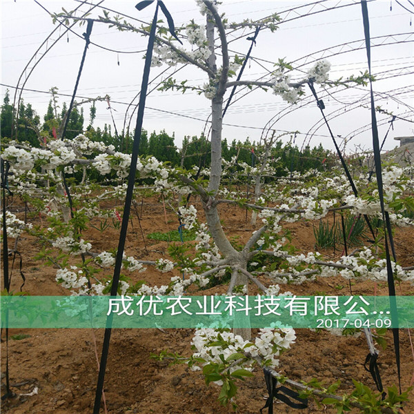 想買棗苗哪里有，棗樹苗價格