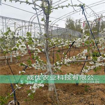 什么棗樹品種好，棗樹苗批發(fā)出售