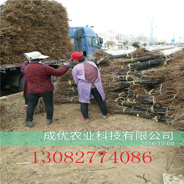大紅袍花椒苗，韓城花椒苗價格