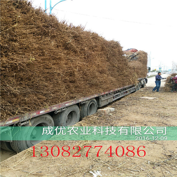 冬棗樹(shù)苗脆甜棗，棗樹(shù)苗多少錢(qián)一棵