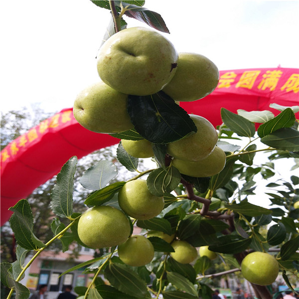 哪里出售花椒苗，花椒苗購銷合同