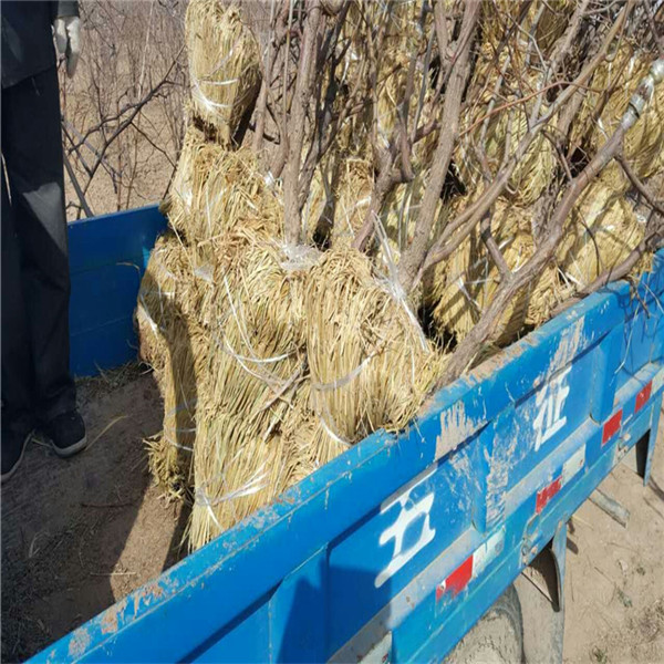 花椒苗，花椒苗基地