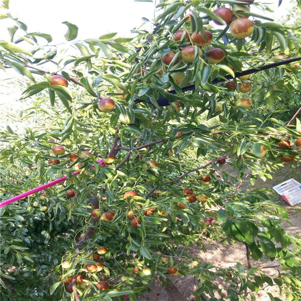 50公分花椒苗，花椒苗多少年結(jié)果