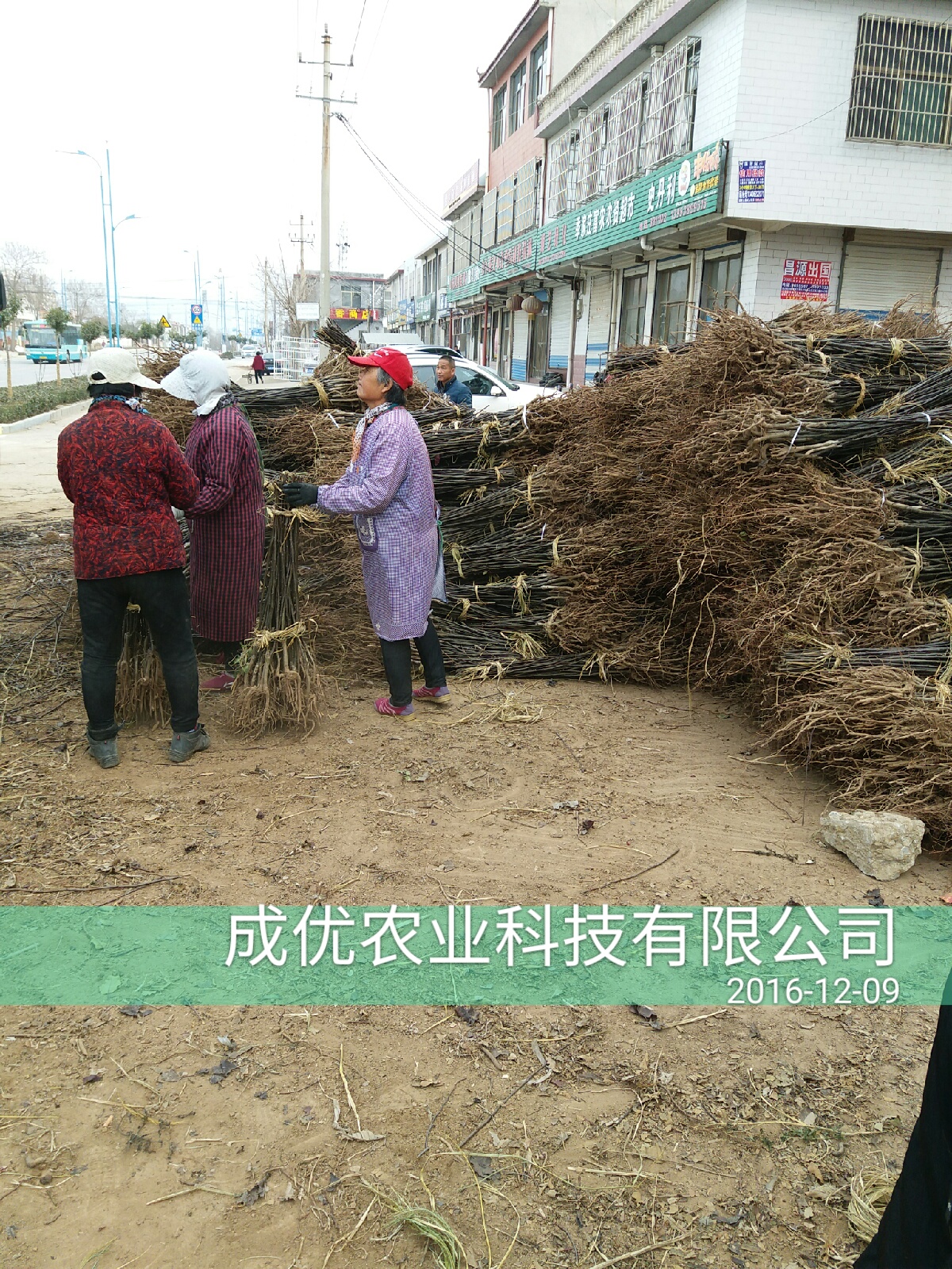 50公分花椒苗，花椒苗批發(fā)