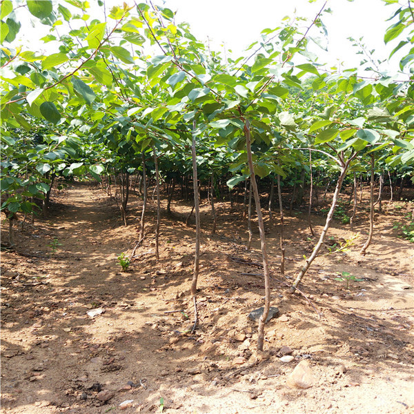 50公分花椒苗，花椒苗基地