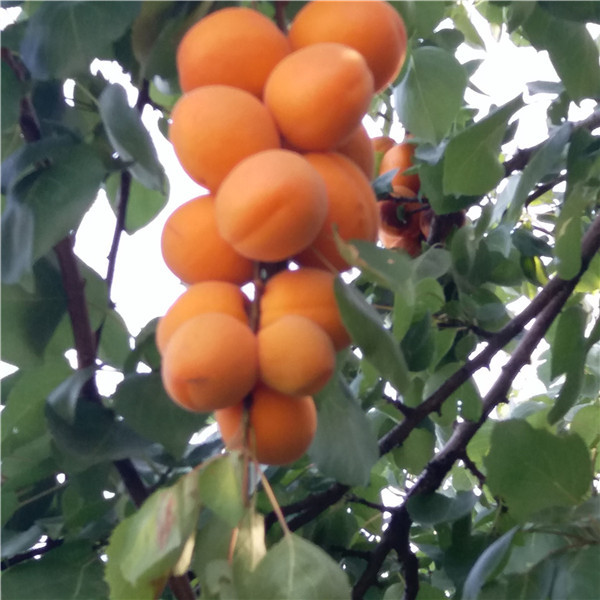 50公分花椒苗，花椒苗怎么種植