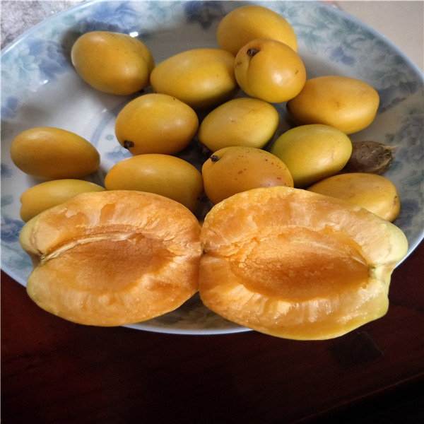 1米高花椒苗，花椒苗圖片