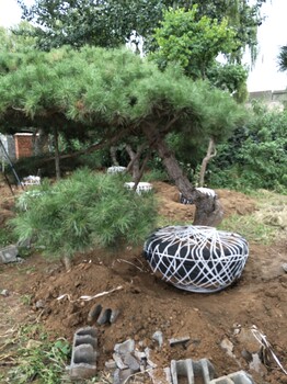 烟富苹果那个好，红心苹果树苗价格