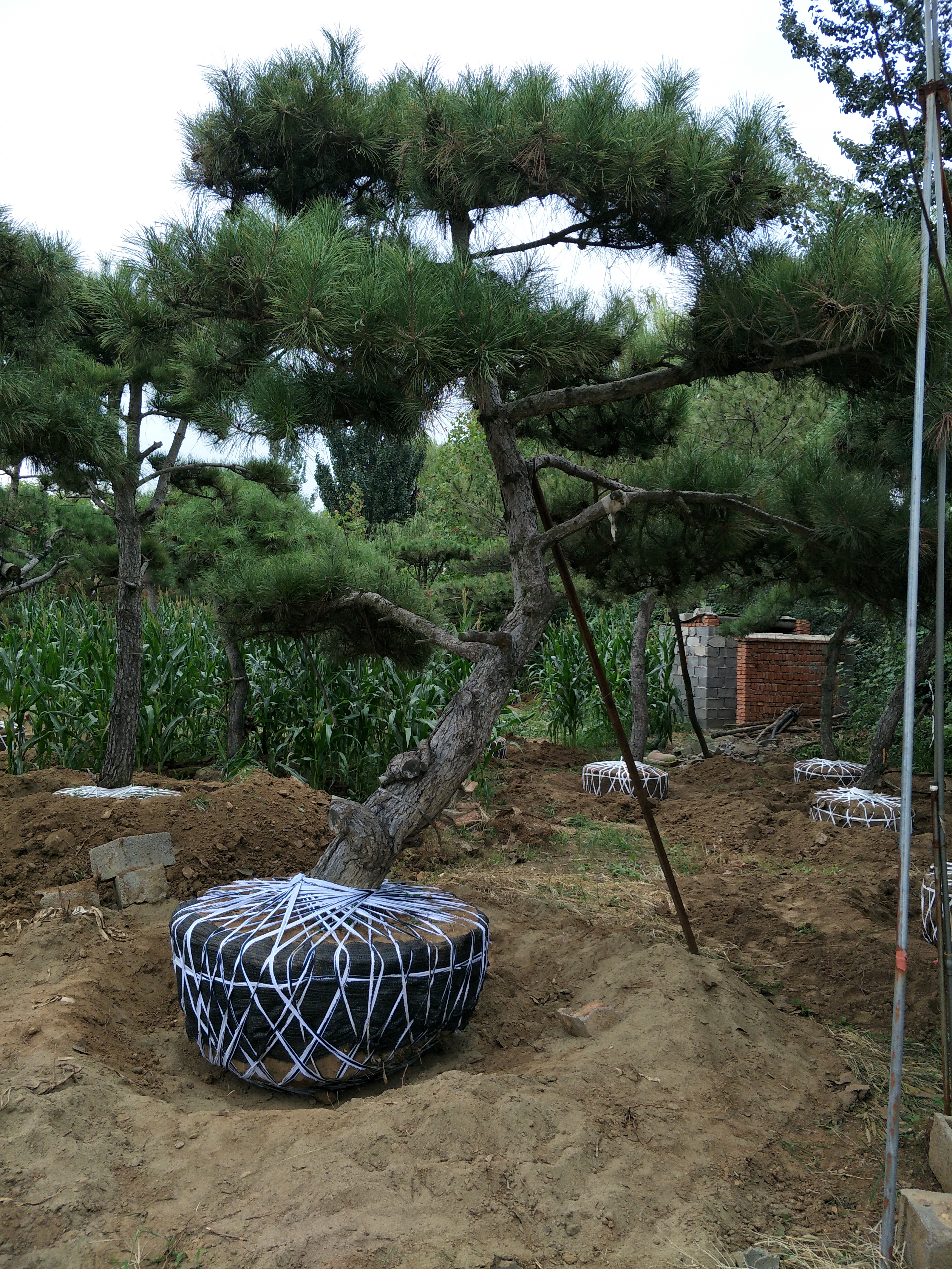 鲁丽苹果苗，柱状苹果树苗品种