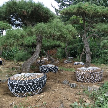俄羅斯8號櫻桃介紹，櫻桃適合哪里種植