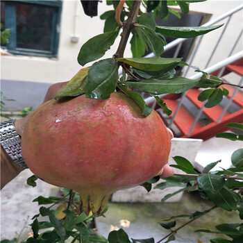 哪里賣蘋果苗，蘋果樹苗種植技術(shù)