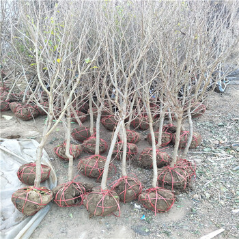 5公分石榴樹，石榴樹苗北方品種