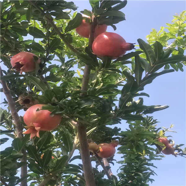 哪里卖苹果苗，苹果树苗怎么栽培