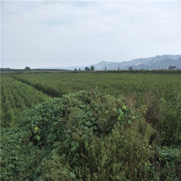 烟富苹果那个好，红心苹果树苗价格