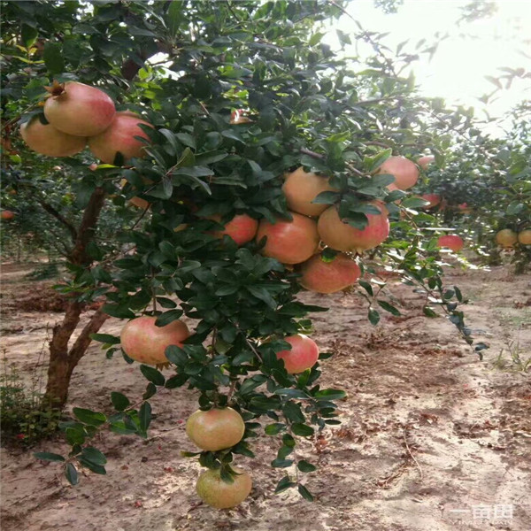 中秋王苹果树苗，黑苹果树苗价格