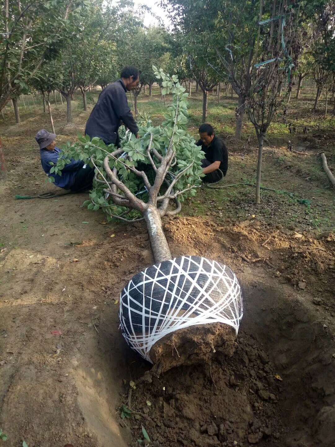 烟富8号苹果苗，柱状苹果树苗价格