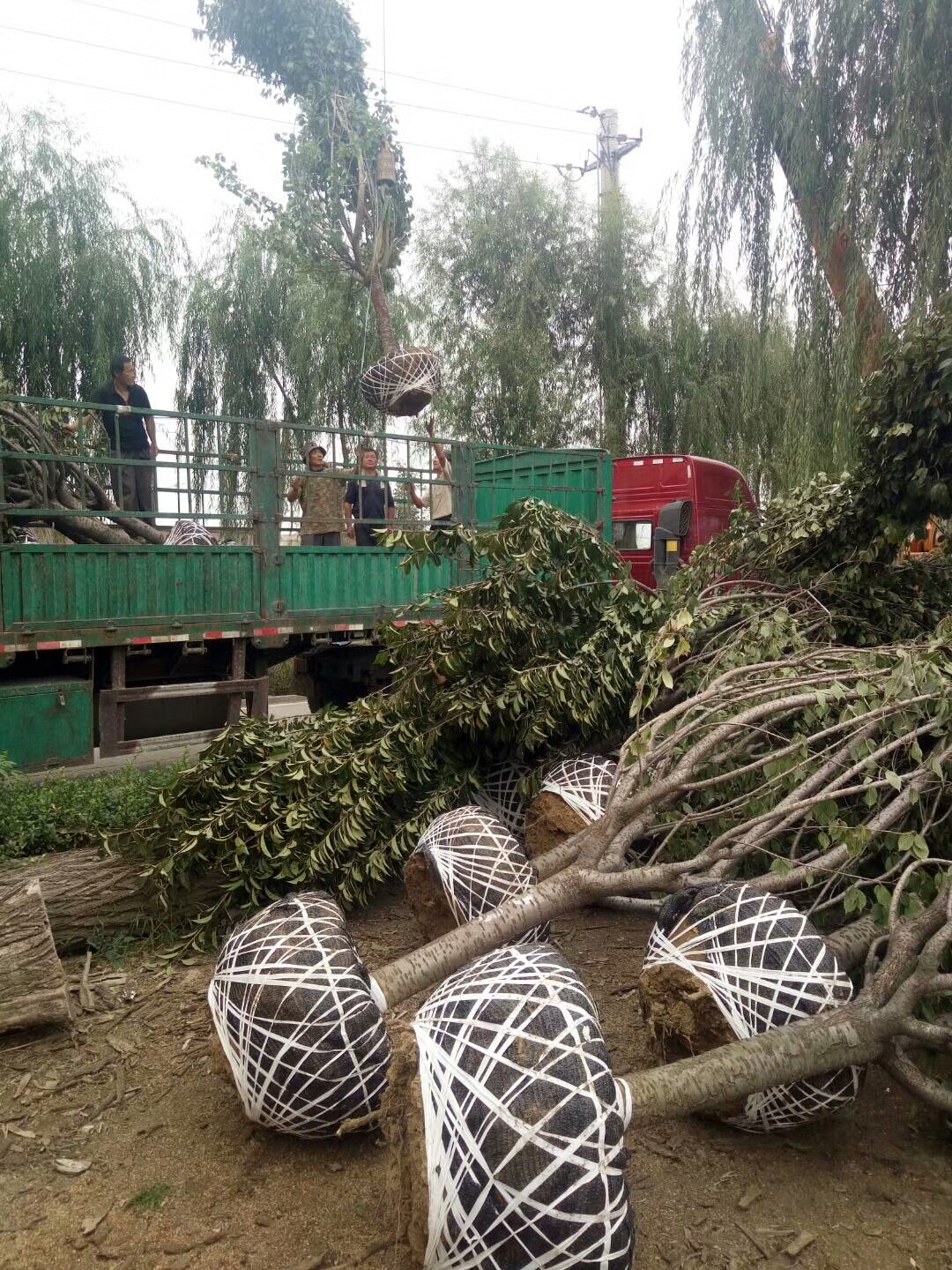 烟富苹果那个好苹果树苗品种纯度纠纷