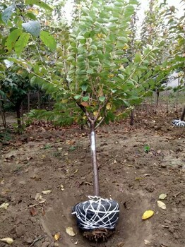 红肉苹果树苗，苹果树苗哪家好