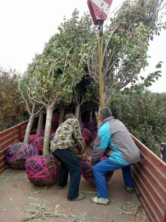 哪里有石榴树苗，石榴树苗出售