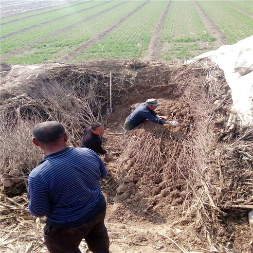 红富士苹果苗，苹果树苗哪里卖