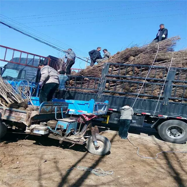 烟富苹果那个好苹果树苗品种纯度纠纷