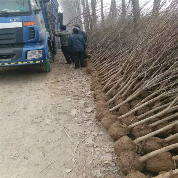 烟富8号苹果苗，柱状苹果树苗价格