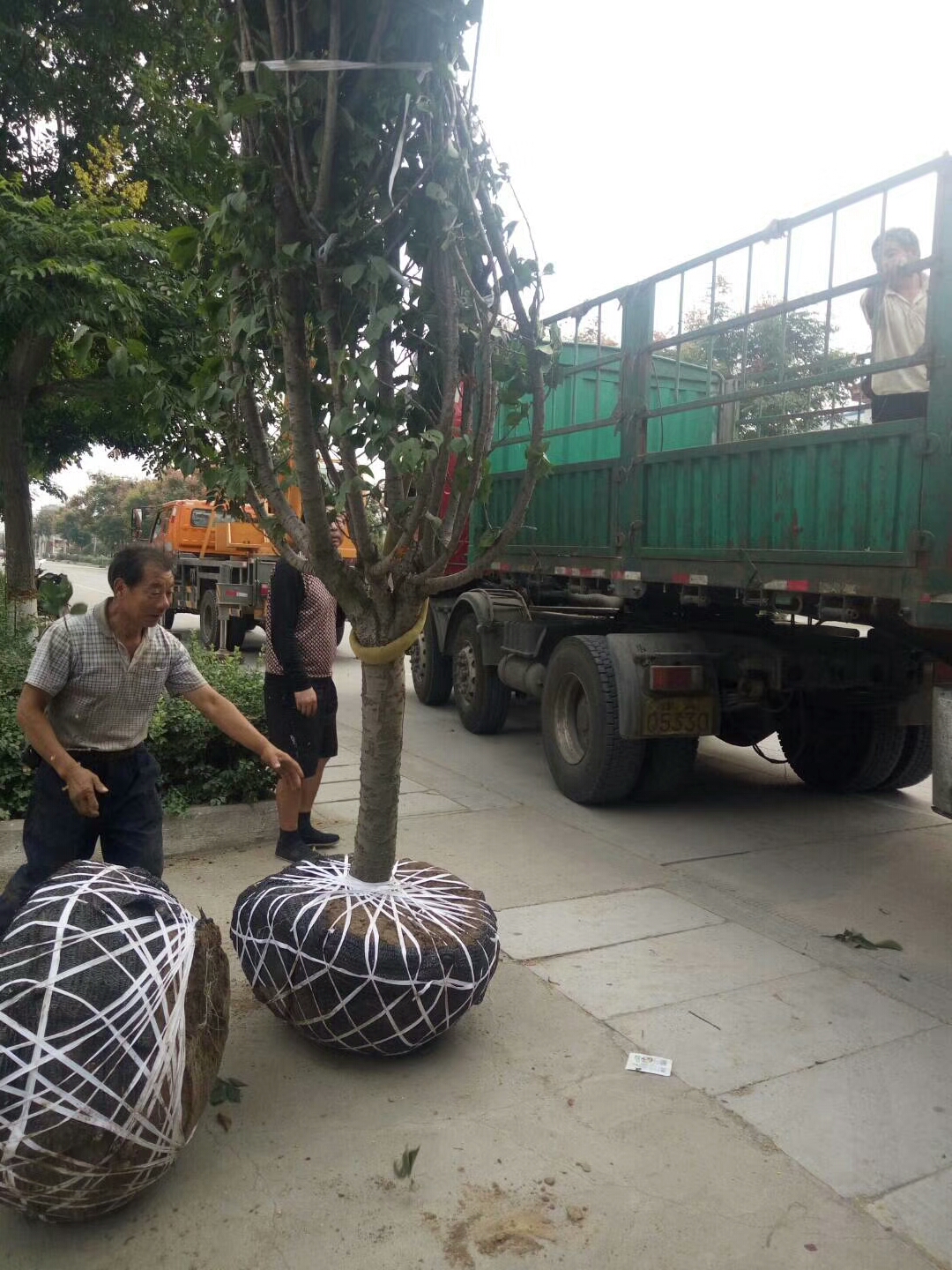 烟富苹果那个好，矮化苹果树苗价格