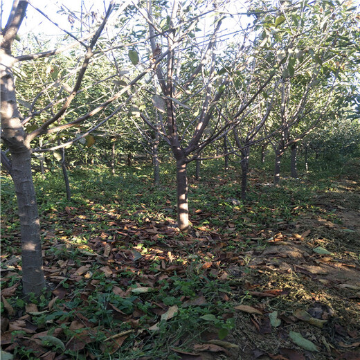 新红星苹果苗,市场行情简介,1公分苹果树供应商