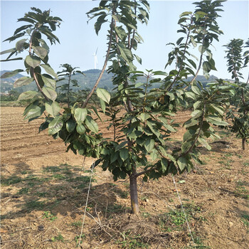 煙富6蘋果樹苗零售多少錢,二公分蘋果樹苗多少錢