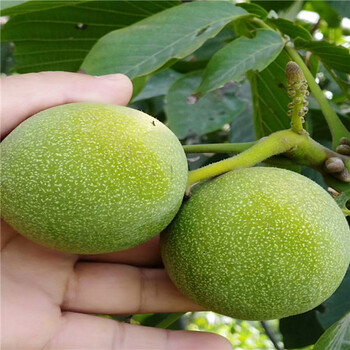 嫁接梨樹(shù)苗哪里大量供應(yīng),矮化蘋(píng)果苗