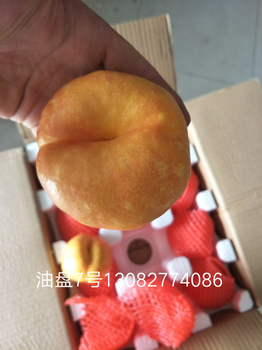 杏樹(shù)苗,農(nóng)戶自家出售,紅肉蘋果苗