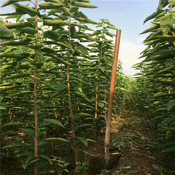 蜜脆苹果树,农户自家出售,二公分苹果苗报价