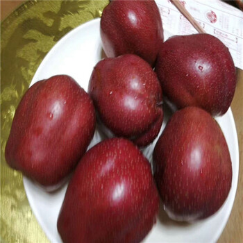 19年銀杏樹苗價(jià)格金太陽杏樹苗
