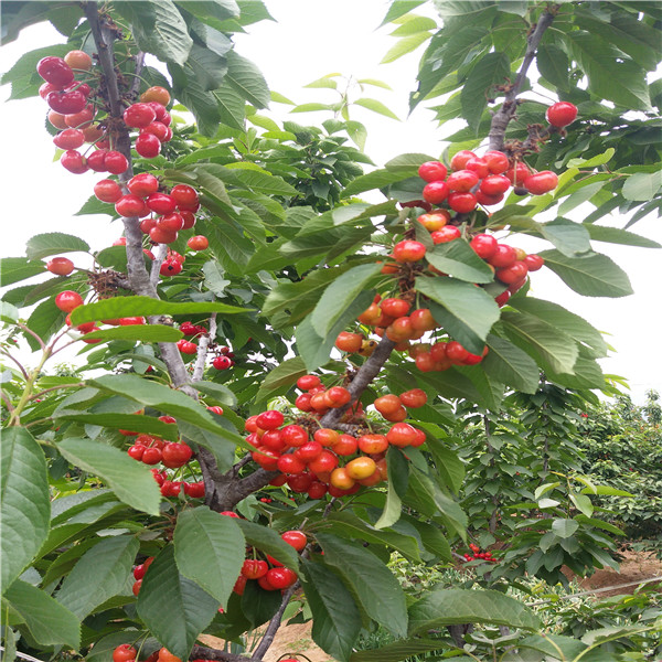 梨樹苗,農(nóng)戶自家出售,紅肉蘋果苗