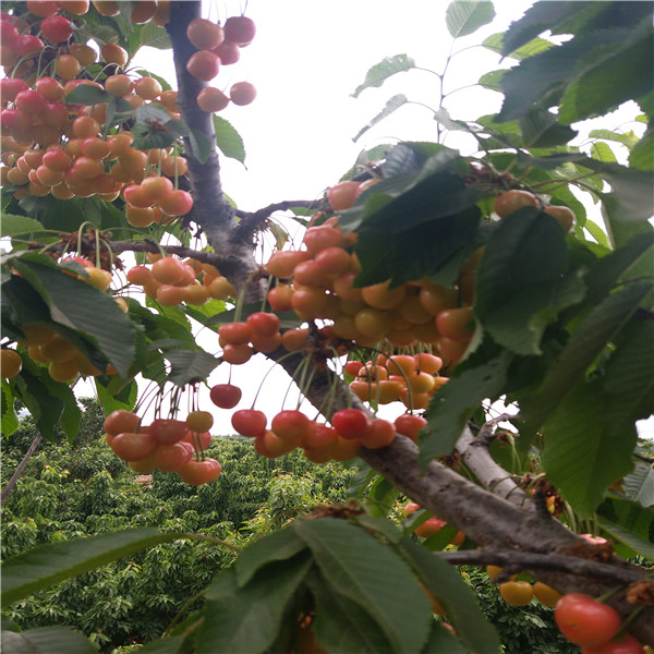 嫁接杏樹苗,種植基地簡介,大量買多少錢賣