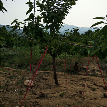 杏樹苗,自家農(nóng)戶果樹苗,哪里有大片杏樹