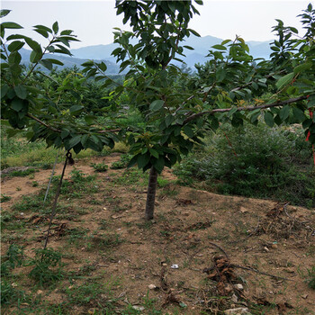 凯特杏树苗基地